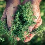 Harvesting Herbs from Your Garden