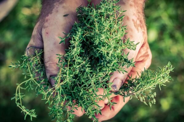 Harvesting Herbs from Your Garden