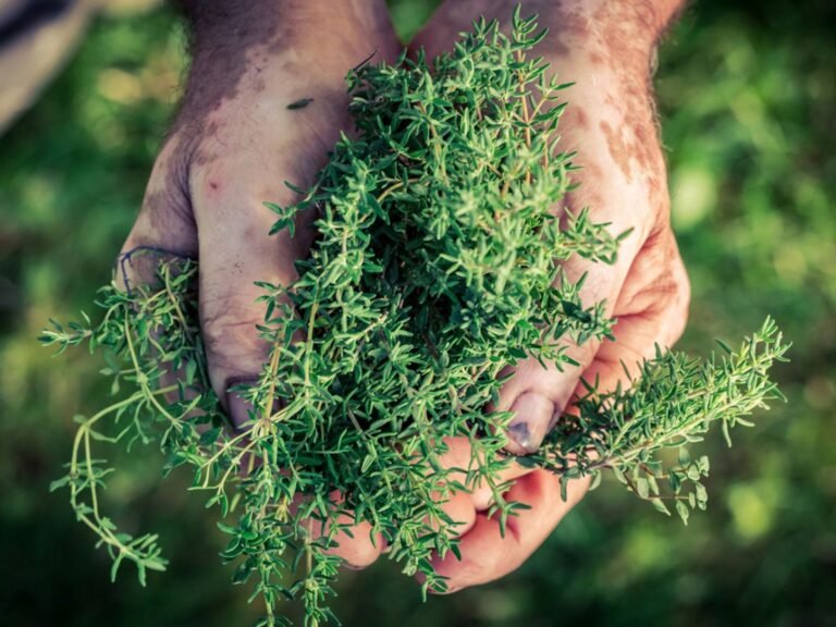Harvesting Herbs from Your Garden