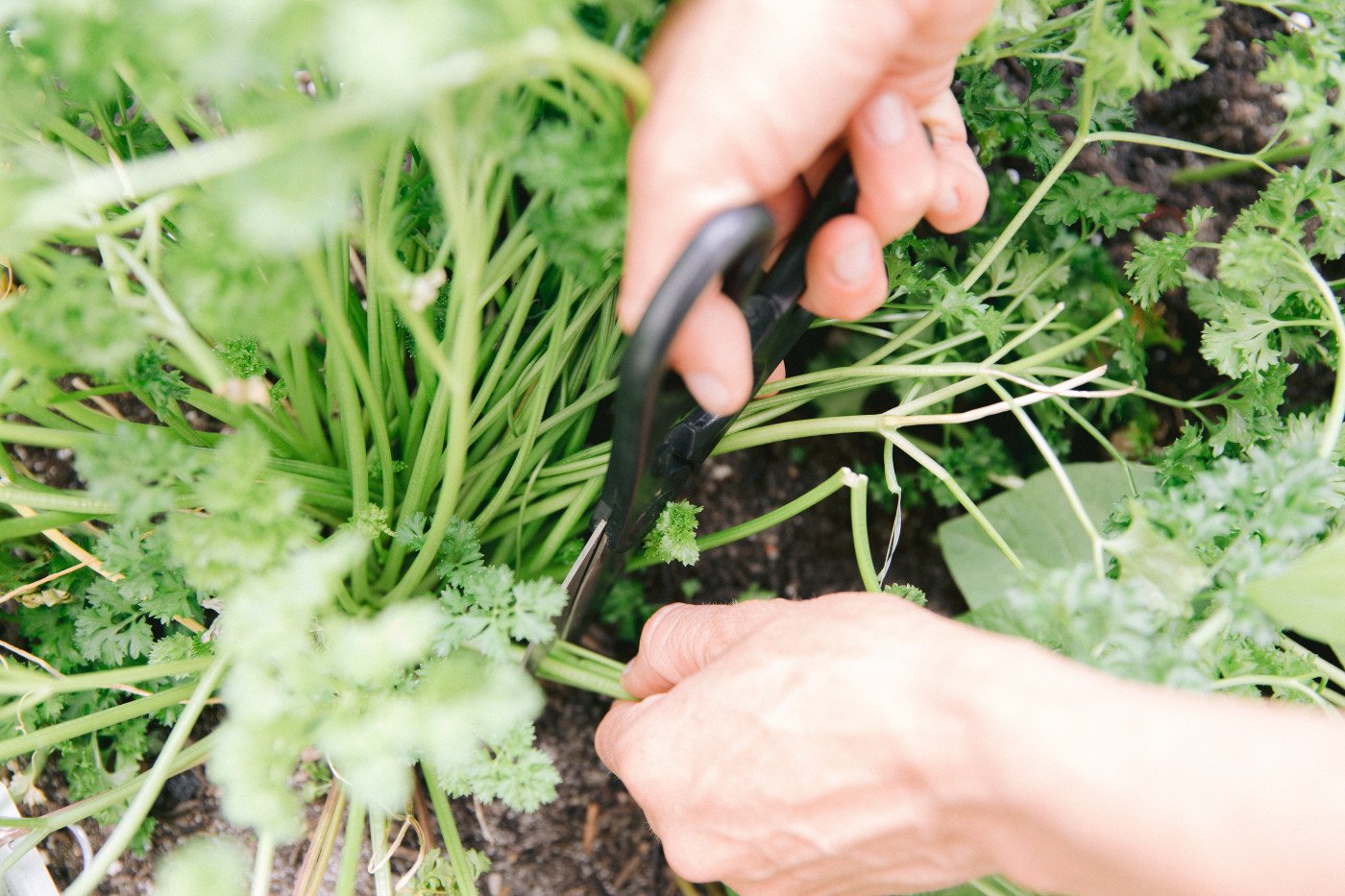 Harvesting Herbs from Your Garden