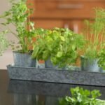 How To Grow Herbs At Home