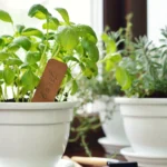 How to Create a Herb Garden in Small Spaces