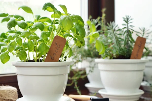 How to Create a Herb Garden in Small Spaces