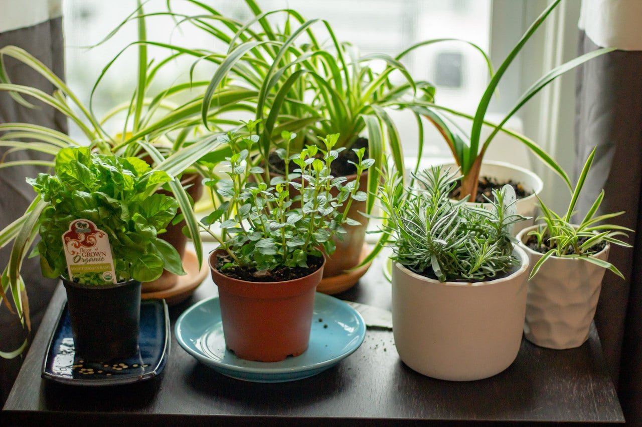 How to Create a Herb Garden in Small Spaces