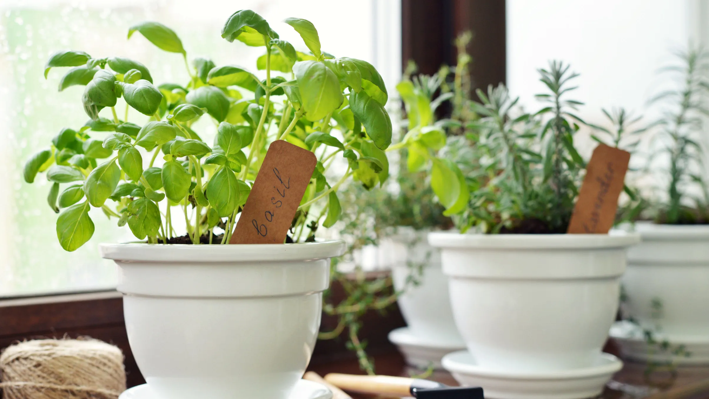 How to Create a Herb Garden in Small Spaces