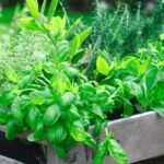 How to Grow Fresh Herbs at Home