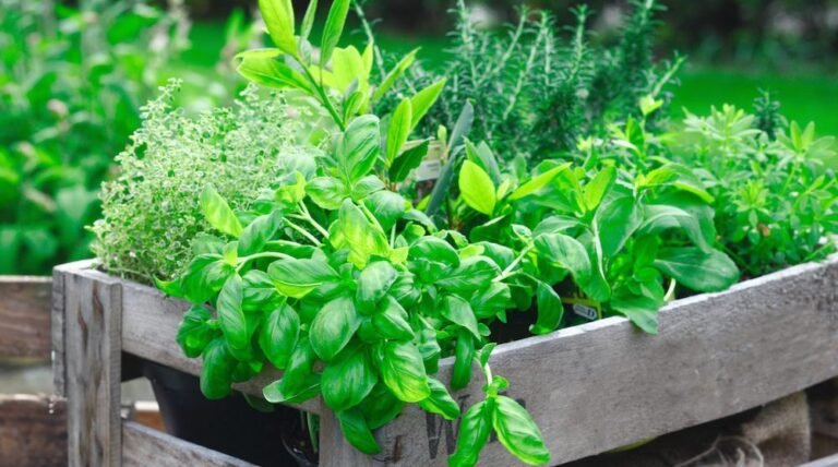 How to Grow Fresh Herbs at Home