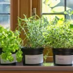 How to Grow Herbs Indoors for Fresh Cooking