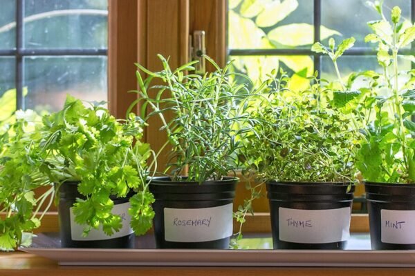 How to Grow Herbs Indoors for Fresh Cooking