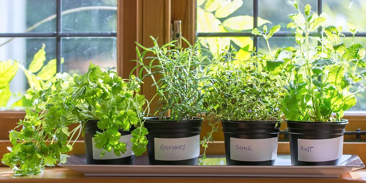 How to Grow Herbs Indoors for Fresh Cooking