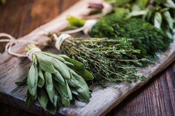 Identifying Culinary Herbs