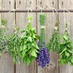 Top Healing Herbs You Should Know About