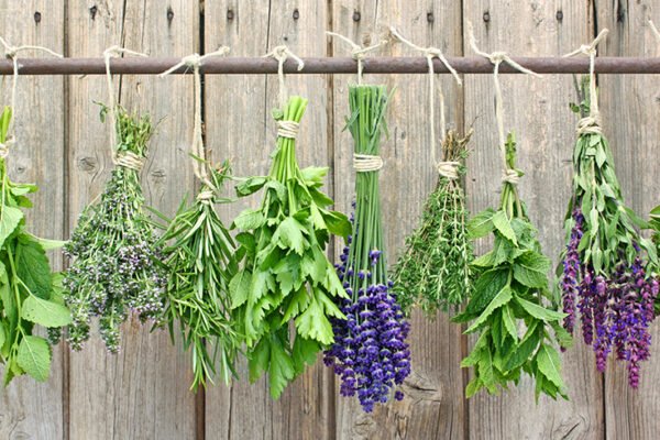 Top Healing Herbs You Should Know About